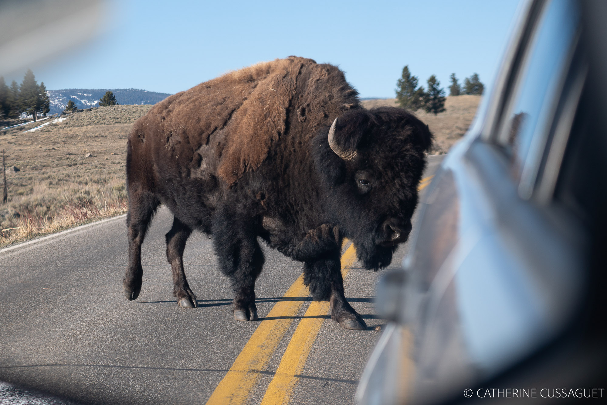 a bison and a car