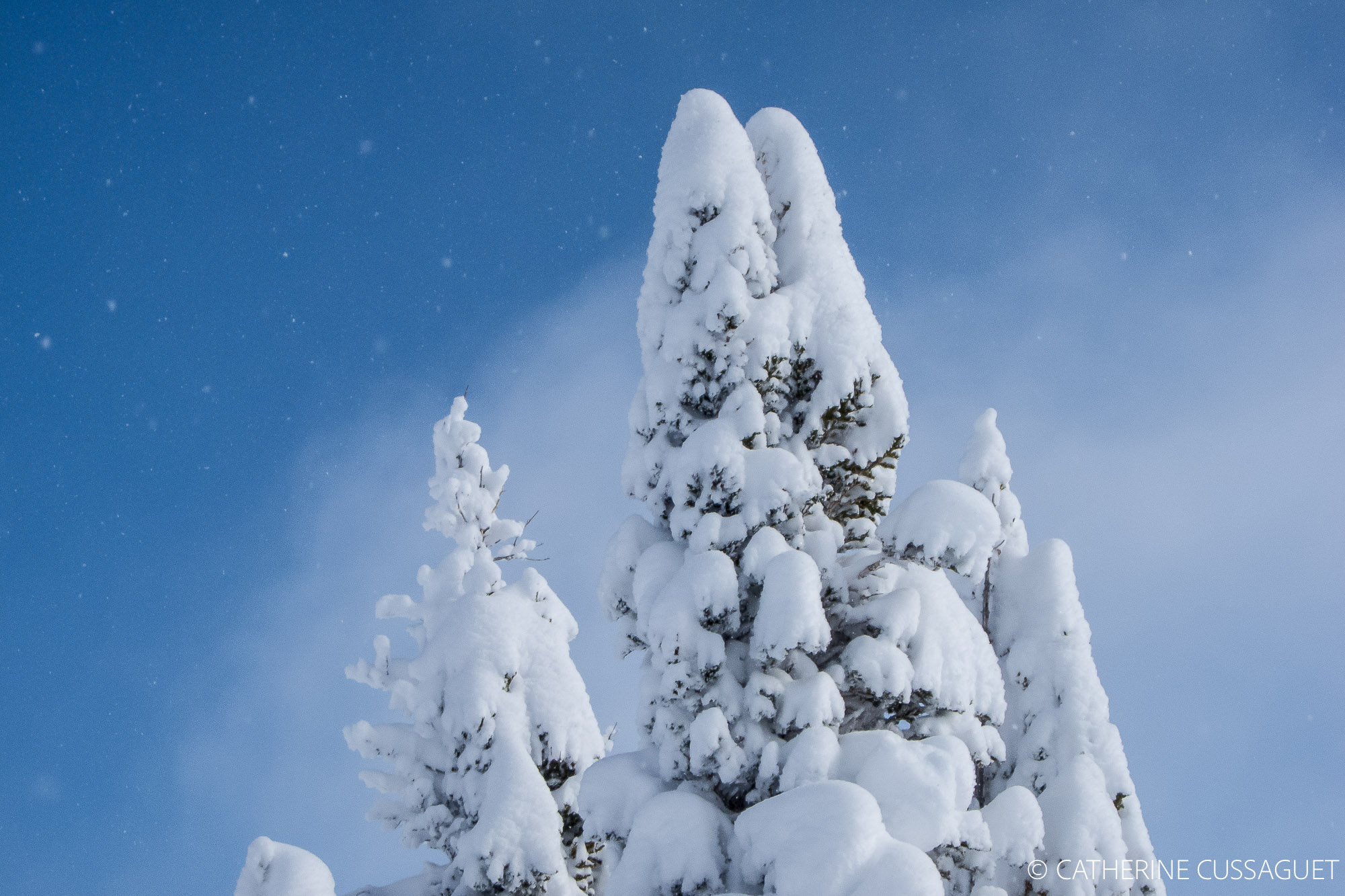 Snowy tree, blue sky